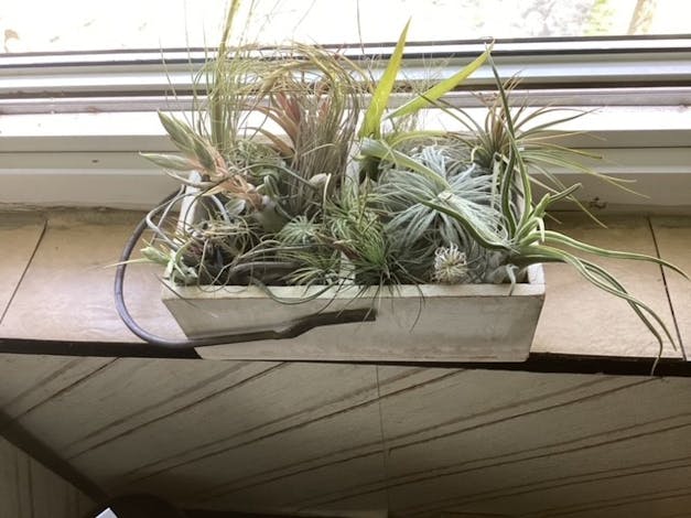 Packs of 10, 20 or 30 - Budding, Blushing & Blooming Air Plant Variety Pack