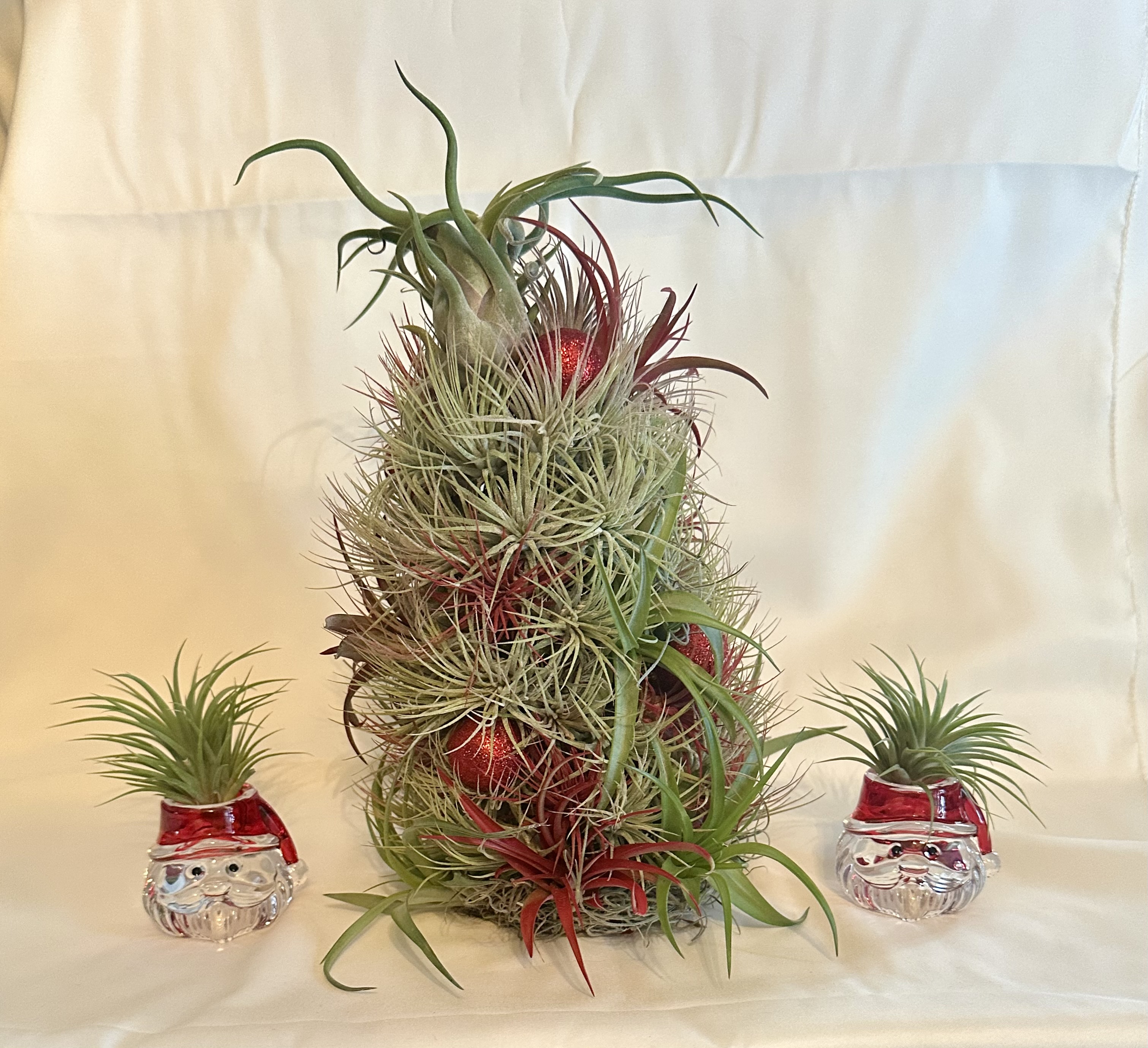 air plant large Wholesale Air Plant All Natural Starter Bundle  Plantaflor USA, Inc