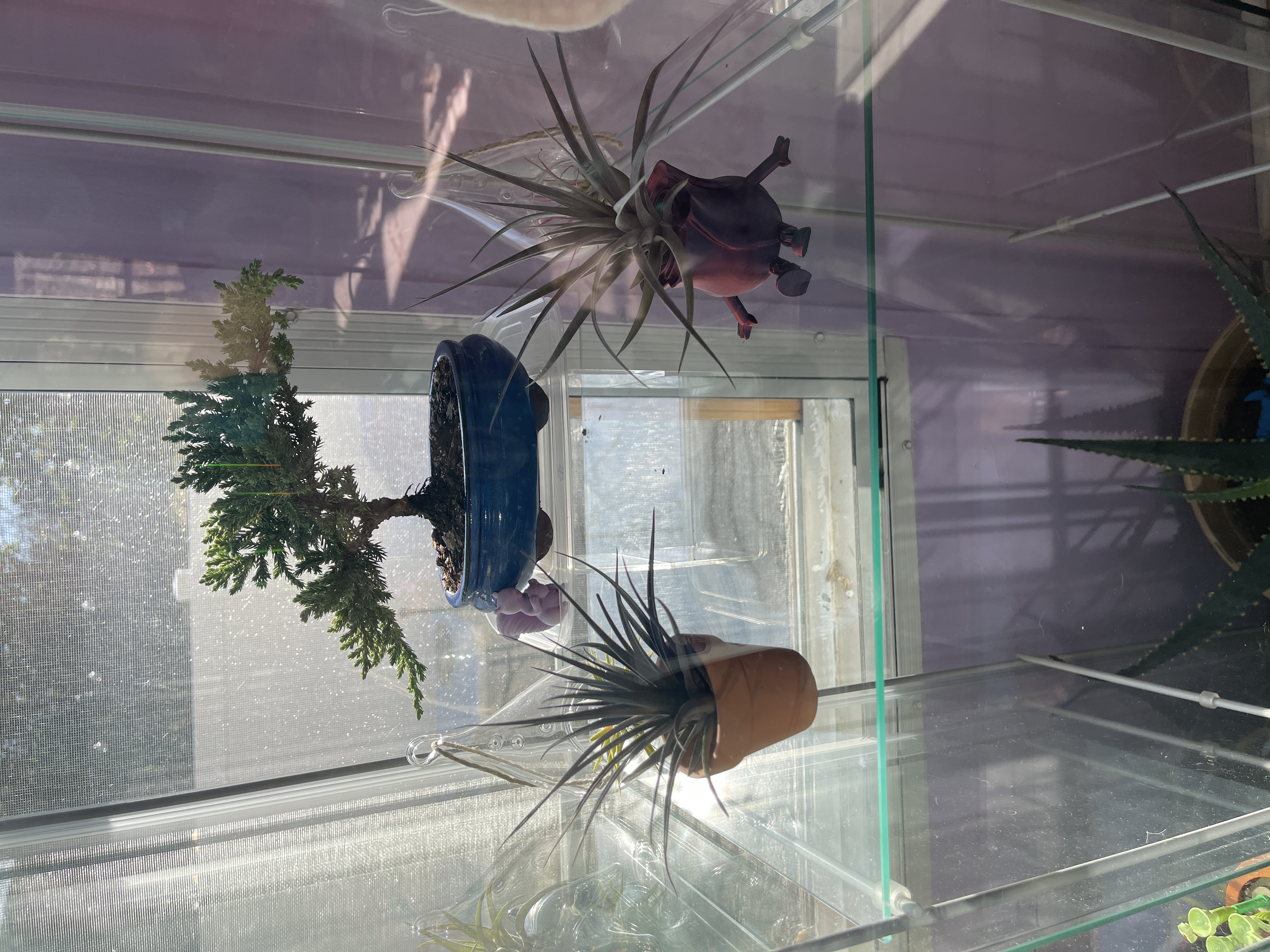 Air Plant Supply Co. Reviews | Customer Service Reviews of Air Plant Supply  Co. | https://www.airplantsupplyco.com