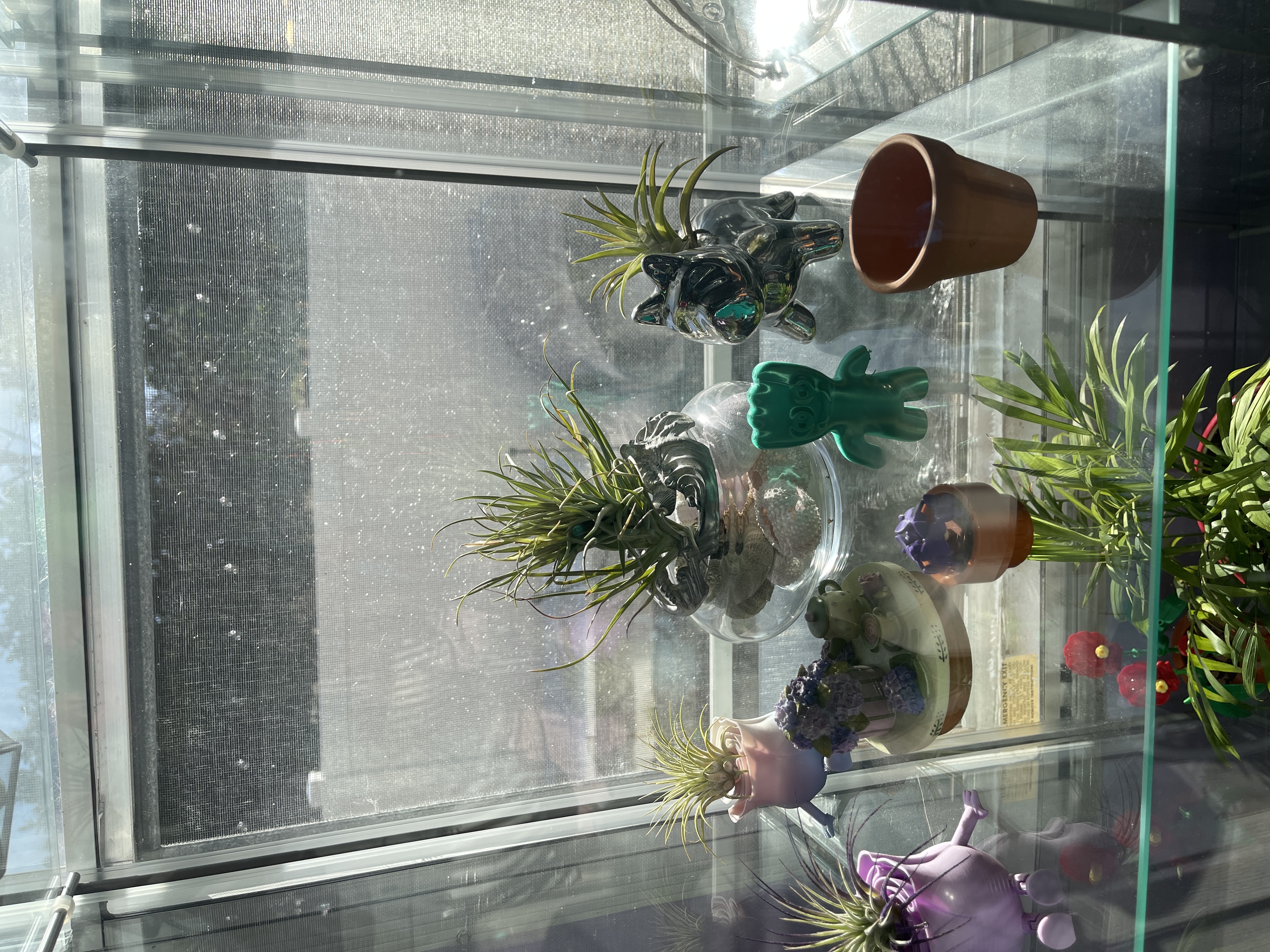 Air Plant Supply Co. Reviews | Customer Service Reviews of Air Plant Supply  Co. | https://www.airplantsupplyco.com