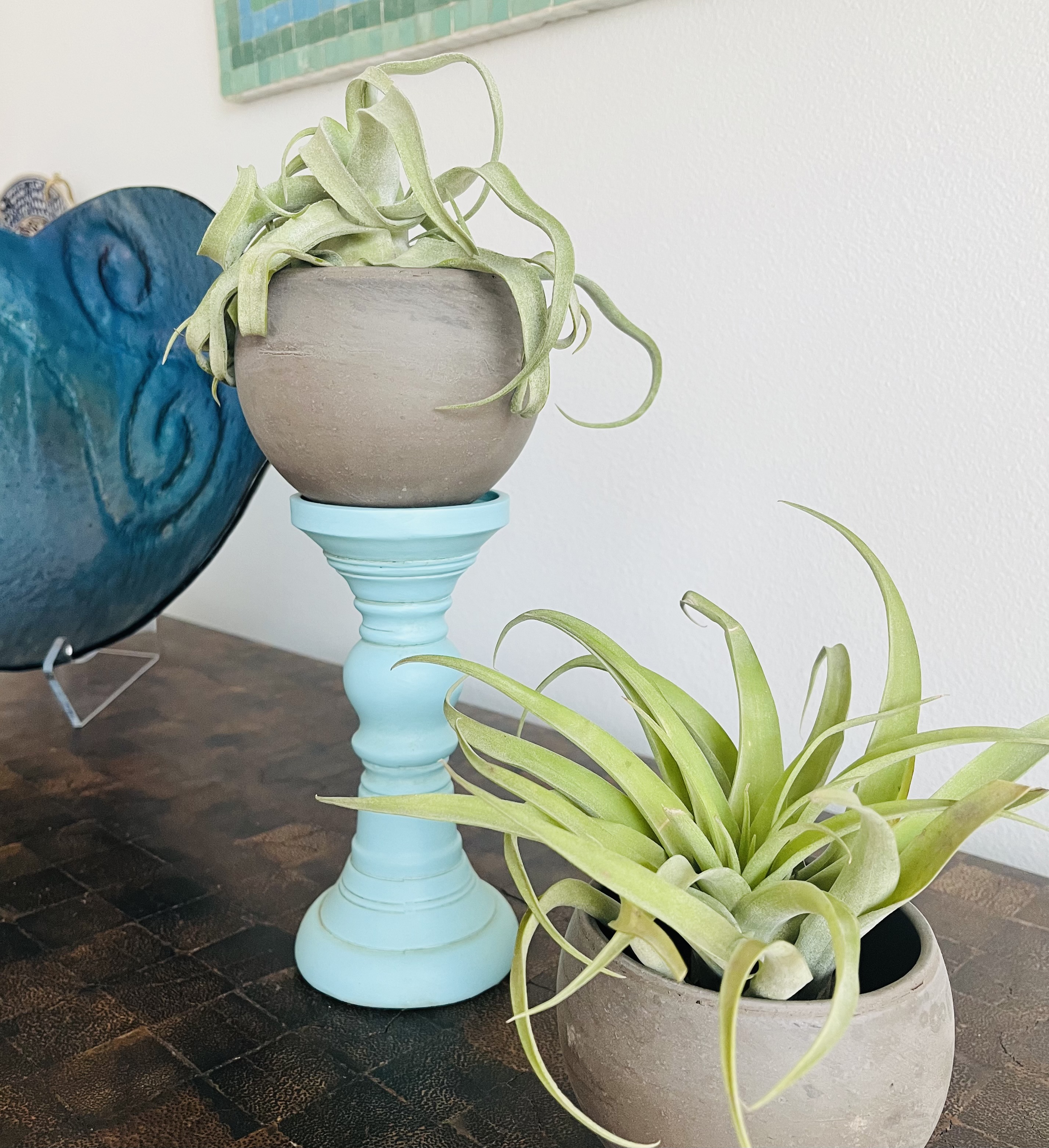 aloe vera plant buy Aloe Vera Plant for Sale | Shop Houseplants for Sale